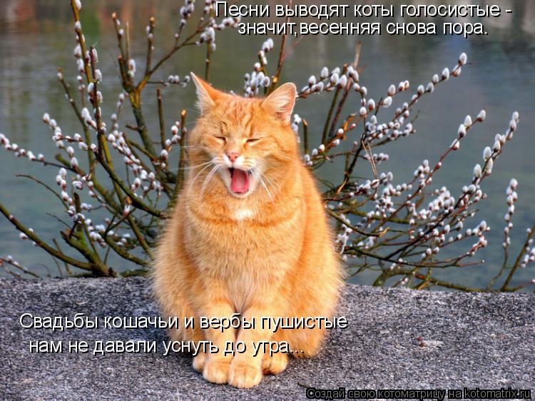 Песни выводят коты голосистые - значит,весенняя снова пора. Свадьбы кошачьи и вербы пушистые нам не д... Котоматрица: Песни выводят коты голосистые - значит,весенняя снова пора. Свадьбы кошачьи и вербы пушистые нам не давали уснуть до утра...