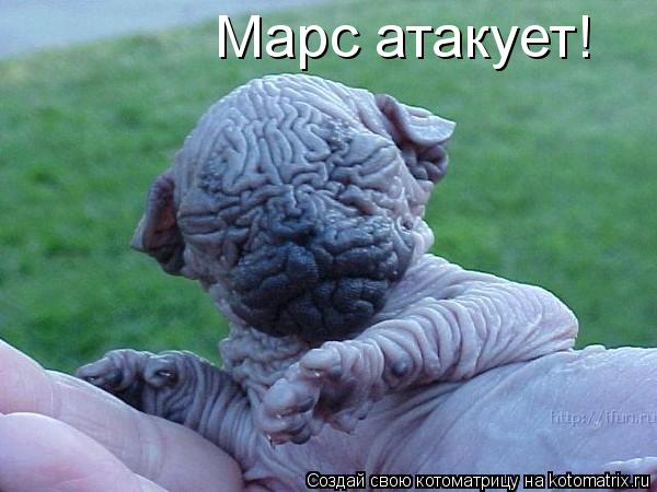 Марс атакует!... Котоматрица: Марс атакует!