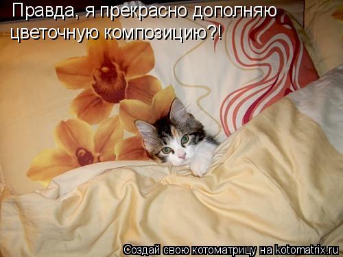 Правда, я прекрасно дополняю цветочную композицию?!... Котоматрица: Правда, я прекрасно дополняю цветочную композицию?!