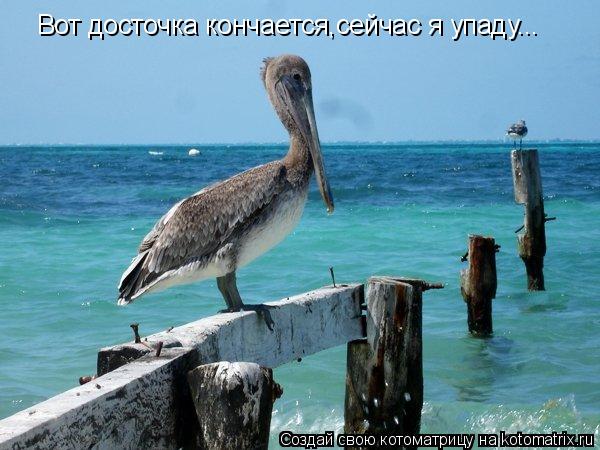 Вот досточка кончается,сейчас я упаду...... Котоматрица: Вот досточка кончается,сейчас я упаду...