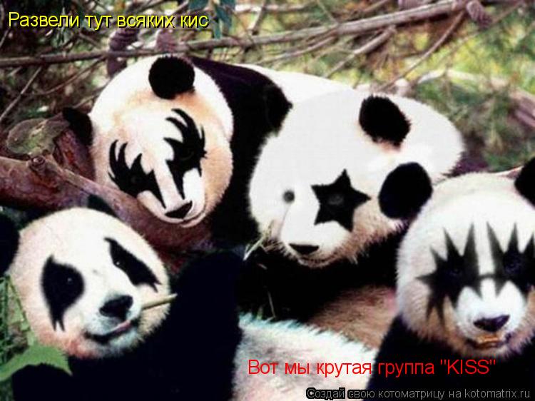 Развели тут всяких кис Вот мы крутая группа "KISS"... Котоматрица: Развели тут всяких кис Вот мы крутая группа "KISS"