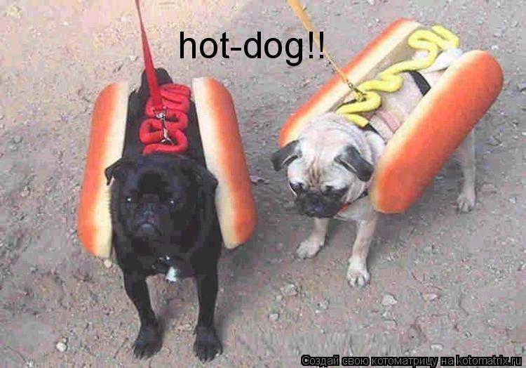 hot-dog!!... Котоматрица: hot-dog!!
