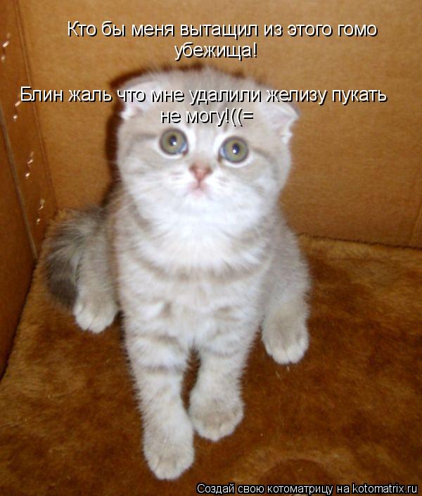 Кто бы меня вытащил из этого гомо убежища! Блин жаль что мне удалили желизу пукать не могу!((=... Котоматрица: Кто бы меня вытащил из этого гомо убежища! Блин жаль что мне удалили желизу пукать не могу!((=