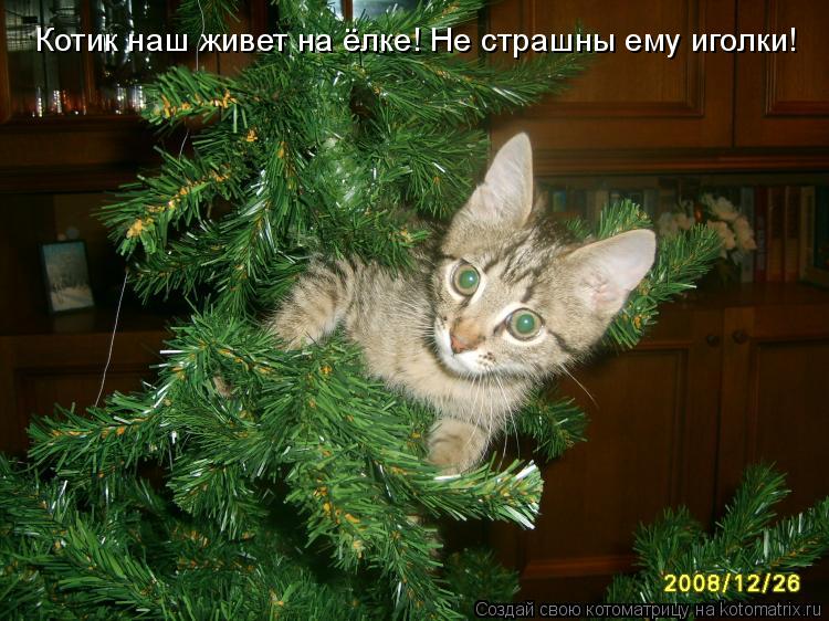 Котик наш живет на ёлке! Не страшны ему иголки!... Котоматрица: Котик наш живет на ёлке! Не страшны ему иголки!
