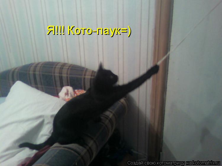 Я!!! Кото-паук=)... Котоматрица: Я!!! Кото-паук=)