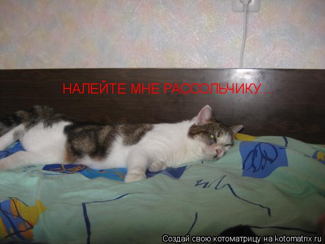 НАЛЕЙТЕ МНЕ РАССОЛЬЧИКУ....... Котоматрица: НАЛЕЙТЕ МНЕ РАССОЛЬЧИКУ....