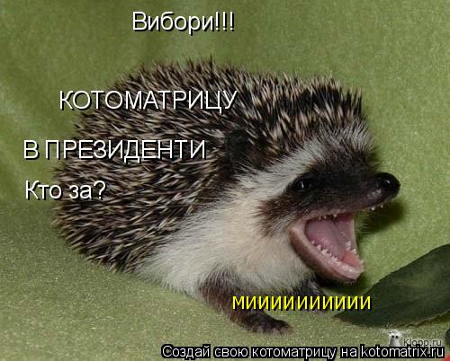 Вибори!!! КОТОМАТРИЦУ В ПРЕЗИДЕНТИ Кто за? МИИИИИИИИИИ... Котоматрица: Вибори!!! КОТОМАТРИЦУ В ПРЕЗИДЕНТИ Кто за? МИИИИИИИИИИ