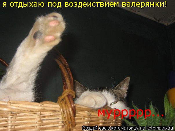 я отдыхаю под воздеиствием валерянки! муррррр...... Котоматрица: я отдыхаю под воздеиствием валерянки! муррррр...