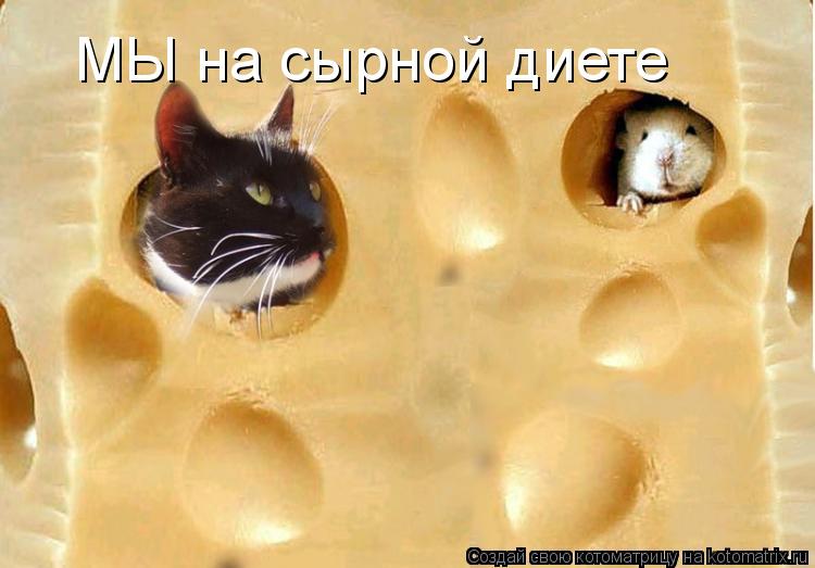 МЫ на сырной диете... Котоматрица: МЫ на сырной диете