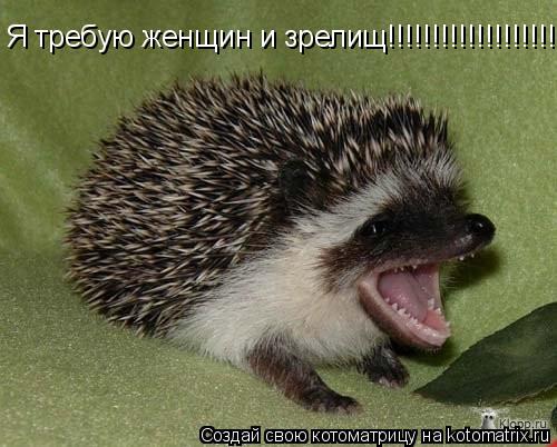 Я требую женщин и зрелищ!!!!!!!!!!!!!!!!!!!!!!!!!!!!!... Котоматрица: Я требую женщин и зрелищ!!!!!!!!!!!!!!!!!!!!!!!!!!!!!