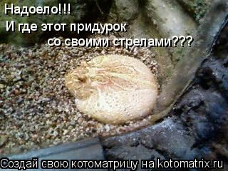 Надоело!!! И где этот придурок со своими стрелами???... Котоматрица: Надоело!!! И где этот придурок со своими стрелами???