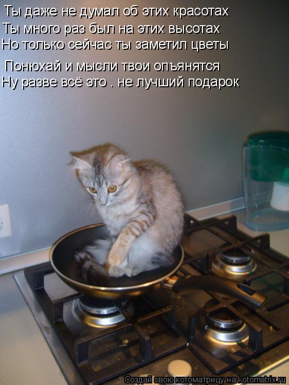 Ты даже не думал об этих красотах Ты много раз был на этих высотах Понюхай и мысли твои опъянятся Но ... Котоматрица: Ты даже не думал об этих красотах Ты много раз был на этих высотах Понюхай и мысли твои опъянятся Но только сейчас ты заметил цветы Ну разве