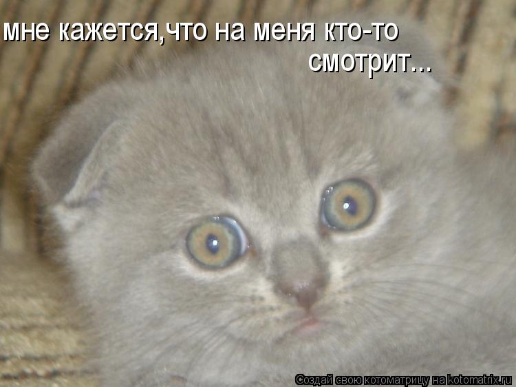 мне кажется,что на меня кто-то смотрит...... Котоматрица: мне кажется,что на меня кто-то смотрит...