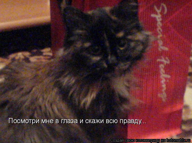 Котоматрица: Посмотри мне в глаза и скажи всю правду...