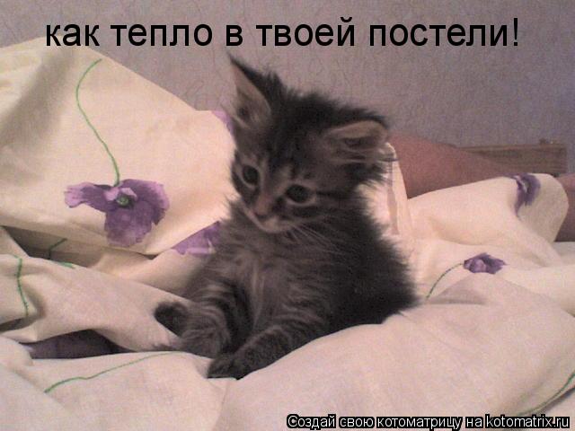 как тепло в твоей постели!... Котоматрица: как тепло в твоей постели!