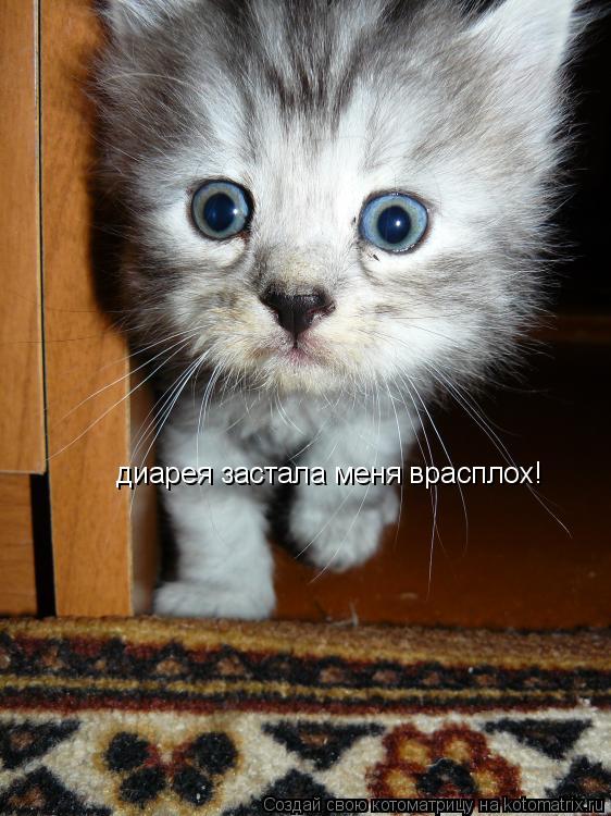 диарея застала меня врасплох!... Котоматрица: диарея застала меня врасплох!