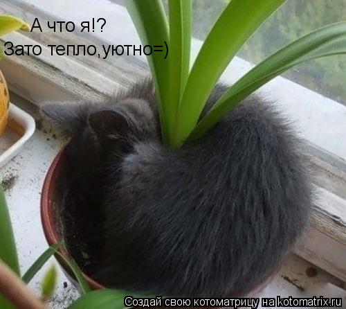 А что я!? Зато тепло,уютно=)... Котоматрица: А что я!? Зато тепло,уютно=)