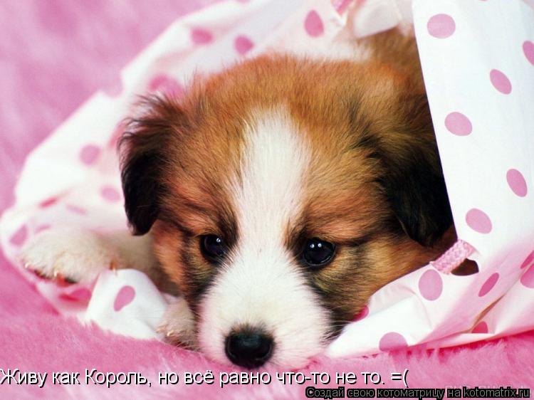 Живу как Король, но всё равно что-то не то. =(... Котоматрица: Живу как Король, но всё равно что-то не то. =(