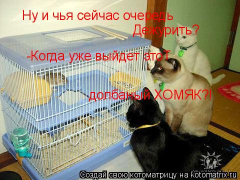 Ну и чья сейчас очередь Дежурить? -Когда уже выйдет этоТ долбаный ХОМЯК?!... Котоматрица: Ну и чья сейчас очередь Дежурить? -Когда уже выйдет этоТ долбаный ХОМЯК?!
