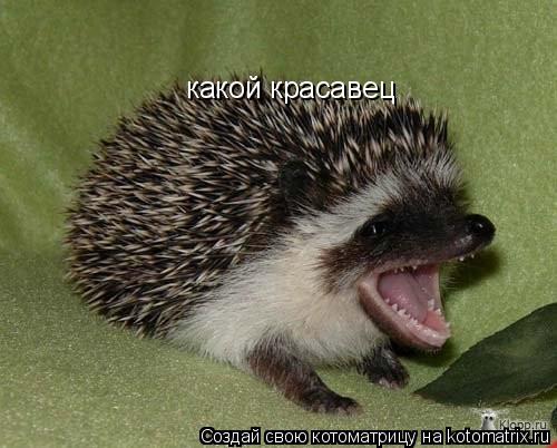 Котоматрица: какой красавец