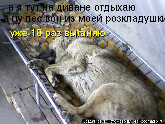 а я тут на диване отдыхаю а ну пес вон из моей розкладушки уже 10 раз выганяю... Котоматрица: а я тут на диване отдыхаю а ну пес вон из моей розкладушки уже 10 раз выганяю