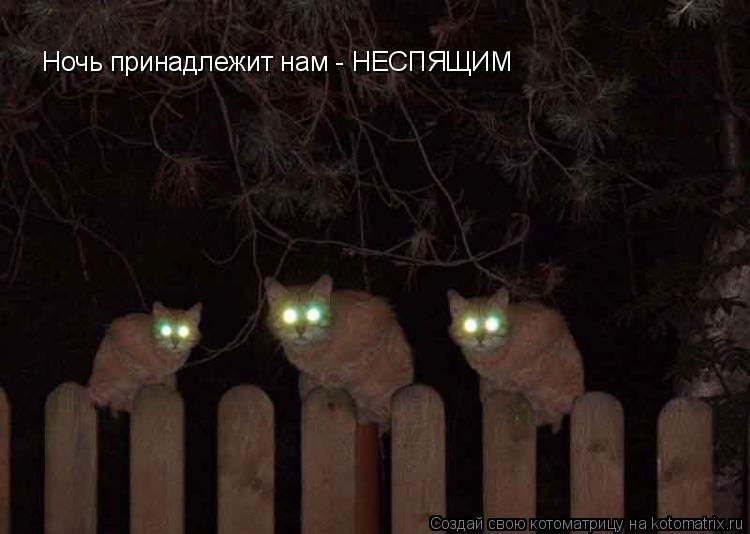 Ночь принадлежит нам - НЕСПЯЩИМ... Котоматрица: Ночь принадлежит нам - НЕСПЯЩИМ