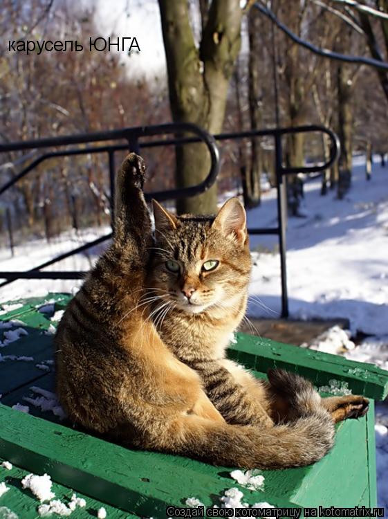 карусель ЮНГА... Котоматрица: карусель ЮНГА