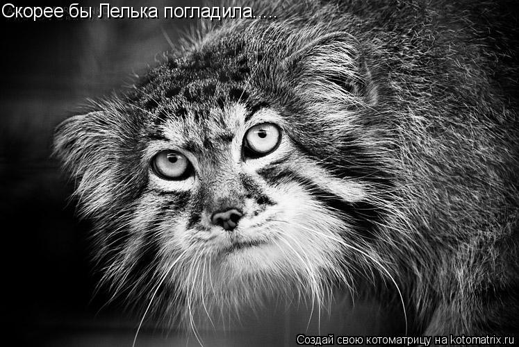 Скорее бы Лелька погладила........ Котоматрица: Скорее бы Лелька погладила.....