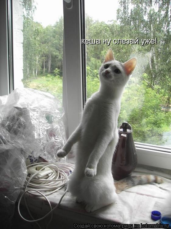 кеша ну слезай уже!... Котоматрица: кеша ну слезай уже!