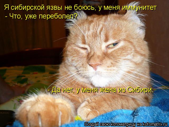 Я сибирской язвы не боюсь, у меня иммунитет - Что, уже переболел? - Да нет, у меня жена из Сибири.... Котоматрица: Я сибирской язвы не боюсь, у меня иммунитет - Что, уже переболел? - Да нет, у меня жена из Сибири.