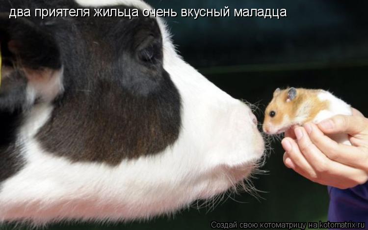 два приятеля жильца очень вкусный маладца... Котоматрица: два приятеля жильца очень вкусный маладца