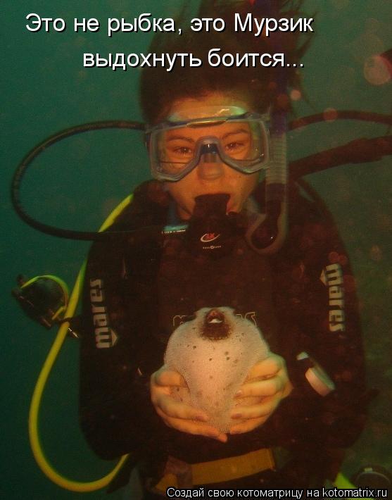 Это не рыбка, это Мурзик выдохнуть боится...... Котоматрица: Это не рыбка, это Мурзик выдохнуть боится...
