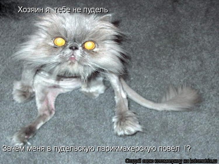 Хозяин я тебе не пудель Зачем меня в пудельскую парикмахерскую повёл !?... Котоматрица: Хозяин я тебе не пудель Зачем меня в пудельскую парикмахерскую повёл !?