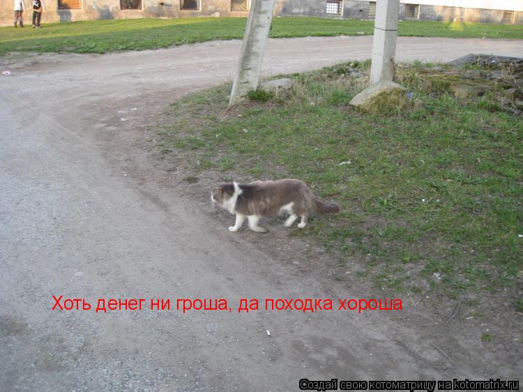 Хоть денег ни гроша, да походка хороша... Котоматрица: Хоть денег ни гроша, да походка хороша