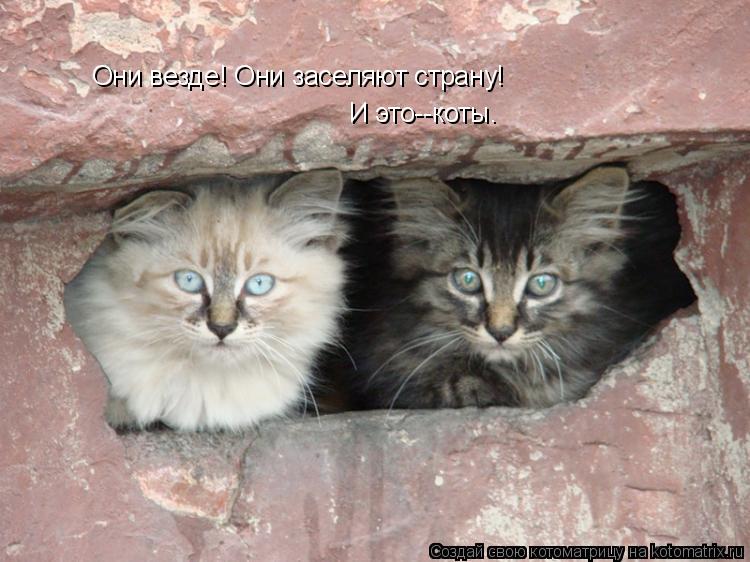Они везде! Они заселяют страну! И это--коты.... Котоматрица: Они везде! Они заселяют страну! И это--коты.