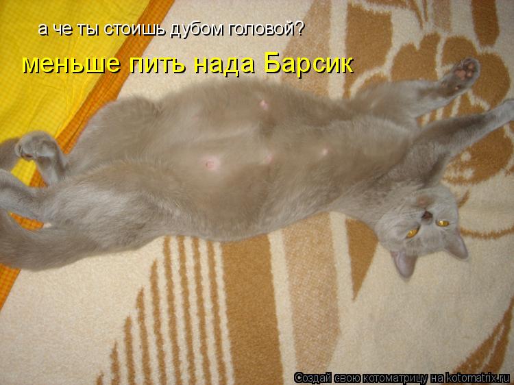 а че ты стоишь дубом головой? меньше пить нада Барсик... Котоматрица: а че ты стоишь дубом головой? меньше пить нада Барсик