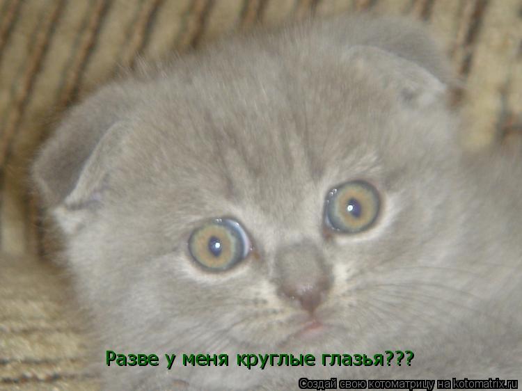 Разве у меня круглые глазья???... Котоматрица: Разве у меня круглые глазья???
