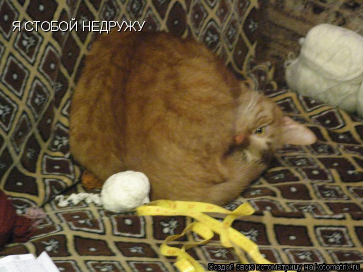 Я СТОБОЙ НЕДРУЖУ... Котоматрица: Я СТОБОЙ НЕДРУЖУ