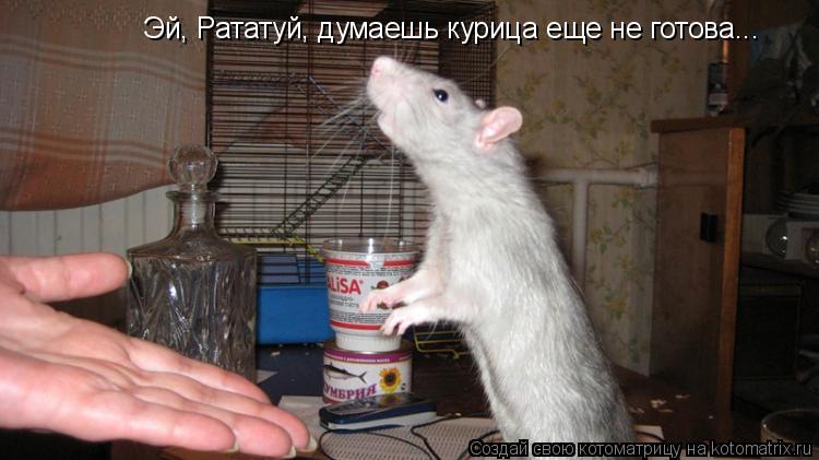 Котоматрица: Эй, Рататуй, думаешь курица еще не готова...