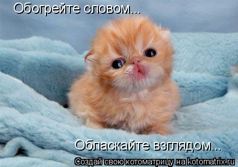 Обогрейте словом... Обласкайте взглядом...... Котоматрица: Обогрейте словом... Обласкайте взглядом...
