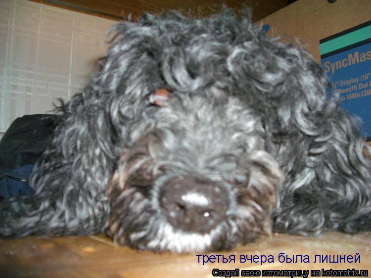 третья вчера была лишней... Котоматрица: третья вчера была лишней