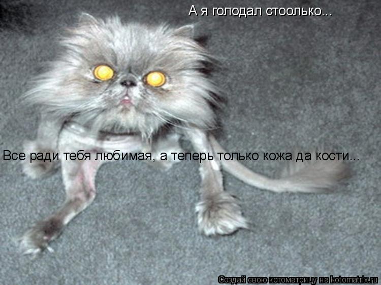 А я голодал стоолько... Все ради тебя любимая, а теперь только кожа да кости...... Котоматрица: А я голодал стоолько... Все ради тебя любимая, а теперь только кожа да кости...