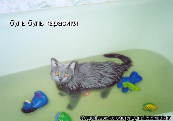 буль буль карасики... Котоматрица: буль буль карасики