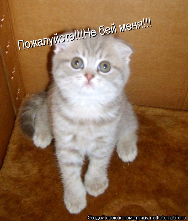 Пожалуйста!!!Не бей меня!!!... Котоматрица: Пожалуйста!!!Не бей меня!!!