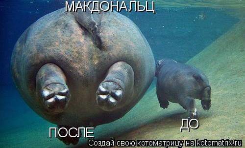 МАКДОНАЛЬЦ ДО ПОСЛЕ... Котоматрица: МАКДОНАЛЬЦ ДО ПОСЛЕ
