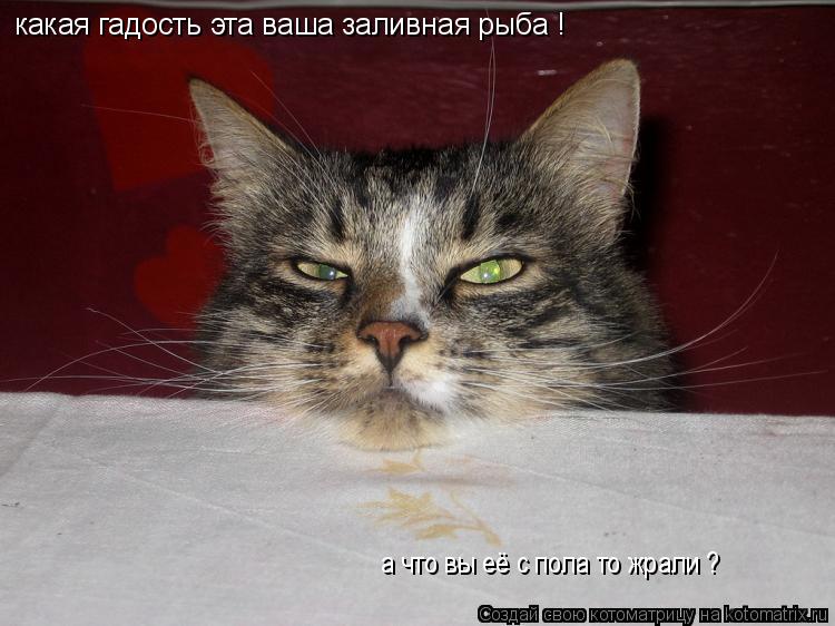 какая гадость эта ваша какая гадость эта ваша заливная рыба ! а что вы её с пола то жрали ?... Котоматрица: какая гадость эта ваша какая гадость эта ваша заливная рыба ! а что вы её с пола то жрали ?