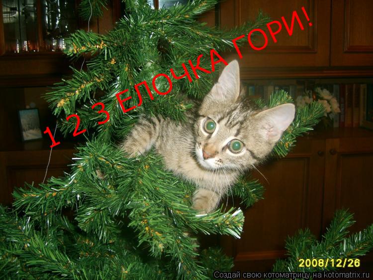 1 2 3 ЕЛОЧКА ГОРИ!... Котоматрица: 1 2 3 ЕЛОЧКА ГОРИ!