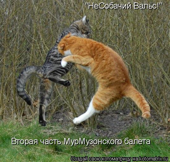 "НеСобачий Вальс!" Вторая часть МурМузонского балета... Котоматрица: "НеСобачий Вальс!" Вторая часть МурМузонского балета