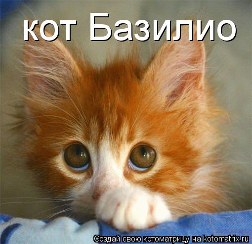 кот Базилио... Котоматрица: кот Базилио