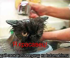Я красавец!... Котоматрица: Я красавец!